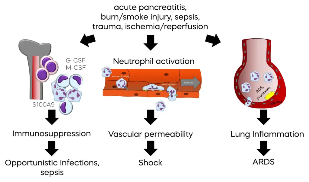 Neutrophil activation